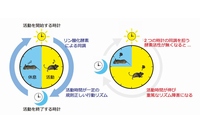 2つの体内時計の同調によって規則正しいリズムが保たれることを示した図