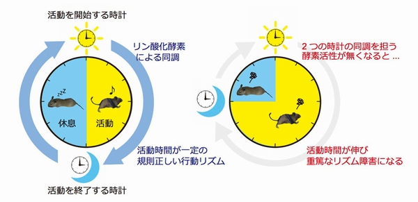 2つの体内時計の同調によって規則正しいリズムが保たれることを示した図