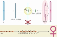 カイコの性決定カスケードモデル（東京大学の発表資料より）