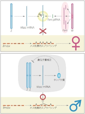 カイコの性決定カスケードモデル（東京大学の発表資料より）