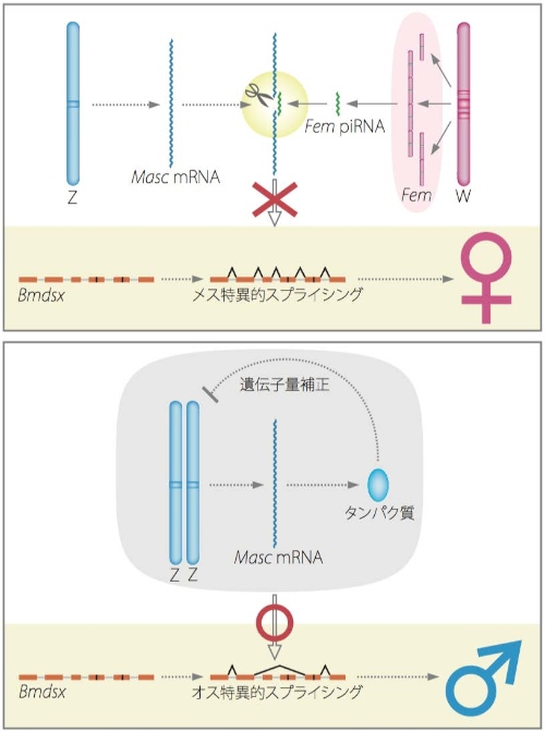 カイコの性決定カスケードモデル（東京大学の発表資料より）