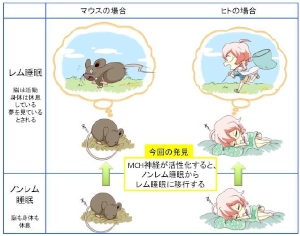 今回の研究内容を表した図（名古屋大学の発表資料より）