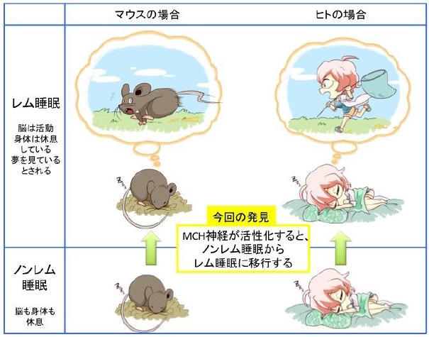 今回の研究内容を表した図（名古屋大学の発表資料より）