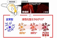 今回の研究で明らかにされた神経障害性疼痛の仕組を示す図（九州大学の発表資料より）