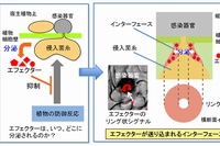 カビが植物に感染する際、病原性関連タンパク質（エフェクター）をどのように分泌するかを示した図（京都大学の発表資料より）