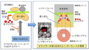 カビが植物に感染する際、病原性関連タンパク質（エフェクター）をどのように分泌するかを示した図（京都大学の発表資料より）