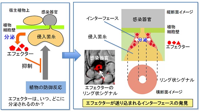 カビが植物に感染する際、病原性関連タンパク質（エフェクター）をどのように分泌するかを示した図（京都大学の発表資料より）