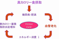 血管老化が糖尿病・肥満を悪化させる悪循環を起こすことを示した図。（新潟大学の発表資料より）