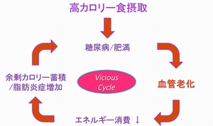 血管老化が糖尿病・肥満を悪化させる悪循環を起こすことを示した図。（新潟大学の発表資料より）