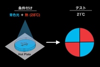 実験では、青色光と赤色光を照射して区分けした寒天培地上で、遺伝子組み換えショウジョウバエが、有意に青側に寄る行動を示した。この行動変化が連合学習の成立を意味する（筑波大学の発表資料より）