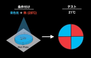 実験では、青色光と赤色光を照射して区分けした寒天培地上で、遺伝子組み換えショウジョウバエが、有意に青側に寄る行動を示した。この行動変化が連合学習の成立を意味する（筑波大学の発表資料より）