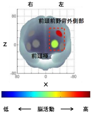 軽強度の運動によって活動が高まった脳の部位を示す図（筑波大学と中央大学の発表資料より）