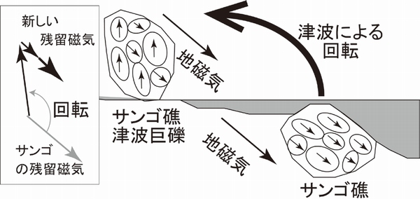 地磁気を用いて津波石の移動様式と津波の年代を求めるための概念図（東北大学の発表資料より）地磁気は南から北に向かって水平面から約40度下向きになっていて、もともとのサンゴ礁の残留磁気もこの地磁気と平行になっていました。しかし、津波石は津波によって運ばれるため回転し、その残留磁気は上下が逆さまになることがある。また、逆さまになった残留磁気に津波石となってからの時間が経過するにつれて、新しい残留磁気が地磁気と平行に着磁し、この新しい残留磁気の強さから津波の年代を残留磁気の緩和理論から算出できる。