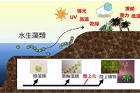 植物の陸上進出と車軸藻植物の関係を示した図。緑藻から車軸藻植物が進化し、車軸藻植物の中で厳しい陸上環境に適応した藻類が現在の陸上植物の起源となったと考えられている。（東京工業大学の発表資料より）