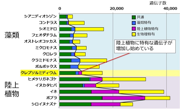 15生物種の遺伝子を、藻類特有な遺伝子、陸上植物特有な遺伝子、共通している遺伝子、その生物種にしかない遺伝子に分類しグラフ化したもの。クレブソルミディウムは他の藻類と異なり、陸上植物に特有と考えられていた遺伝子をすでに数多く持っていることが分かる。（東京工業大学の発表資料より）