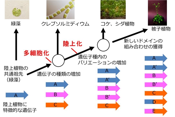 他生物とのゲノム比較から推定される遺伝子の多様性の獲得の過程を示した図。クレブソルミディウムの祖先が生まれた段階で、陸上環境に適応するために必要であろう基本的な遺伝子パーツの多くをすでに獲得しており、陸上に進出する原動力となった事が推定された。（東京工業大学の発表資料より）