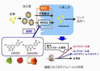 腸管におけるポリフェノールの作用を示す図（東京大学の発表資料より）。