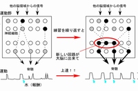 新しい運動の練習を続けると、大脳皮質運動野第5層で、予測精度情報量を高める細胞（黒丸）が増え、より効果的に脊髄に信号を送る新しい神経回路（赤囲み）ができ、練習した運動が熟練化する（自然科学研究機構の発表資料より）