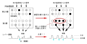 新しい運動の練習を続けると、大脳皮質運動野第5層で、予測精度情報量を高める細胞（黒丸）が増え、より効果的に脊髄に信号を送る新しい神経回路（赤囲み）ができ、練習した運動が熟練化する（自然科学研究機構の発表資料より）