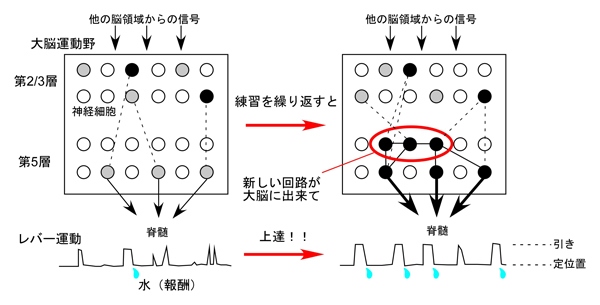 新しい運動の練習を続けると、大脳皮質運動野第5層で、予測精度情報量を高める細胞（黒丸）が増え、より効果的に脊髄に信号を送る新しい神経回路（赤囲み）ができ、練習した運動が熟練化する（自然科学研究機構の発表資料より）