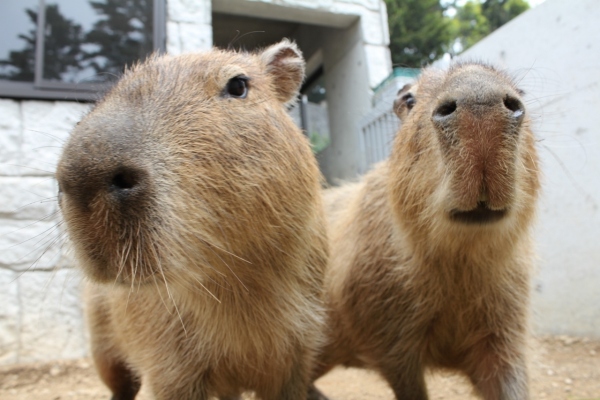 伊豆シャボテン公園で「カピバラ虹の広場」を新しくオープンする。