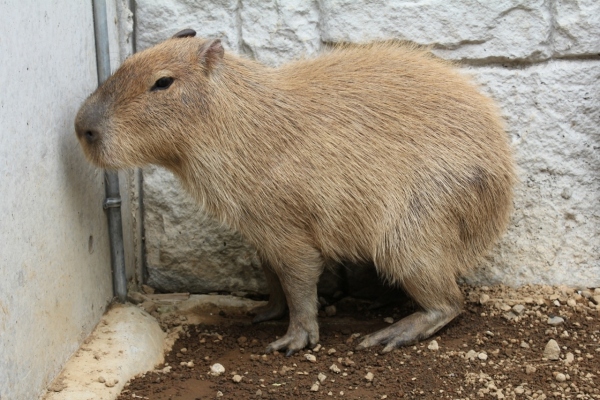 伊豆シャボテン公園で「カピバラ虹の広場」を新しくオープンする。