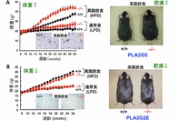 脂質分解酵素の欠損マウス（－／－）とその対照マウス（＋／＋）に高脂肪食（HFD）と通常食（LFD）を与えた時の体重の変化、脂肪組織の組織像、マウスの外観。「PLA2G5」欠損マウスは、対照マウスより体重の増加が早く（A）、「PLA2G2E」欠損マウスは、対照マウスと比べて体重の増加がやや緩やかで、肥満が改善する（B）。
