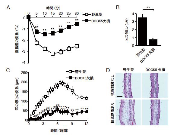 A：DOCK5欠損マウスでは、抗原プラスIgE抗体投与による直腸温の低下が軽度であり、アナフィラキシーショックに抵抗性を示す。B：DOCK5欠損マウスでは、抗原プラスIgE抗体投与による血中ヒスタミン値の上昇が認められない。C：マウス耳介への抗原塗布によるアレルギー反応でも、DOCK5欠損マウスは抵抗性を示す。D：アレルギー反応誘導後の耳介組織を示す。（九州大学の発表資料より）