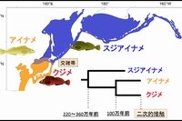 アイナメ属の交雑に関わる親種３種の分布と種分化年代の模式図。寒冷種のスジアイナメと温帯種のクジメとアイナメのそれぞれの祖先種が種分化した後、アイナメとクジメの種分化を経て、現在までの海進後に、３種が北海道南部と沿海州で二次的接触し交雑が起きた。（北海道大学の発表資料より）