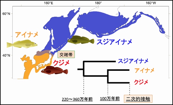 アイナメ属の交雑に関わる親種３種の分布と種分化年代の模式図。寒冷種のスジアイナメと温帯種のクジメとアイナメのそれぞれの祖先種が種分化した後、アイナメとクジメの種分化を経て、現在までの海進後に、３種が北海道南部と沿海州で二次的接触し交雑が起きた。（北海道大学の発表資料より）