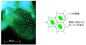 シロイヌナズナ子葉の蛍光イメージ（セシウムグリーンメタノール溶液滴下）。細胞内の液胞と考えられる部位から明るい蛍光が観測された（物質・材料研究機構の発表資料より）