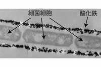 電子顕微鏡写真：(a)微生物(鉄酸化細菌)が作るチューブ状酸化鉄。(b)チューブ状酸化鉄中に微生物が1列に並んでいる（岡山大学の発表資料より）