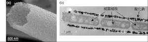 電子顕微鏡写真：(a)微生物(鉄酸化細菌)が作るチューブ状酸化鉄。(b)チューブ状酸化鉄中に微生物が1列に並んでいる（岡山大学の発表資料より）