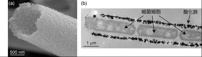 電子顕微鏡写真：(a)微生物(鉄酸化細菌)が作るチューブ状酸化鉄。(b)チューブ状酸化鉄中に微生物が1列に並んでいる（岡山大学の発表資料より）