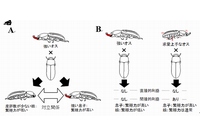 A：繁殖時に生じるオスとメスの対立関係（イラスト提供：香月雅子博士）、B：強いオスと求愛上手なオスを配偶者に選んだ時に生じるメスの利益（イラスト提供：香月雅子博士）（岡山大学の発表資料より）