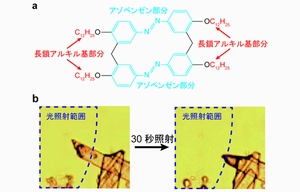 (a)今回の研究で対象にした長鎖アルキル基を有したアゾベンゼン誘導体、(b)紫外光照射によって結晶が溶けた様子を観察した顕微鏡写真（東京工業大学の発表資料より）