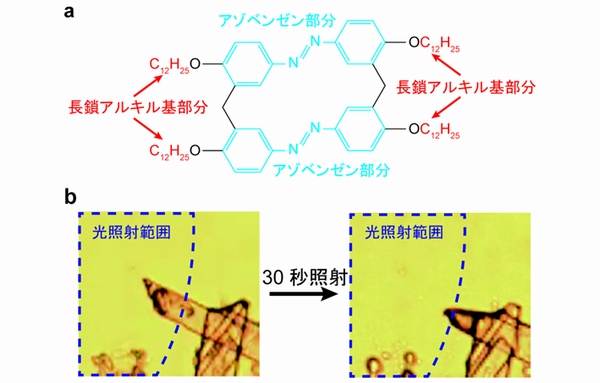 (a)今回の研究で対象にした長鎖アルキル基を有したアゾベンゼン誘導体、(b)紫外光照射によって結晶が溶けた様子を観察した顕微鏡写真（東京工業大学の発表資料より）