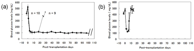 糖尿病ラットへ膵島を移植したときの血糖値の変動を示す図。（a）：ACIラットの背部の両側に人工的に作成した免疫特典部位にF344ラットから分離した膵島各1,500個移植、（b）：ACIラットの肝臓に膵島各3,000個を移植（京都大学の発表資料より）