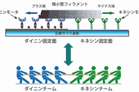 今回の研究で開発された「分子綱引き」ナノシステムの概念図（京都大学の発表資料より）