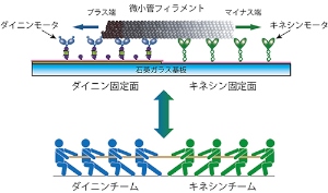 今回の研究で開発された「分子綱引き」ナノシステムの概念図（京都大学の発表資料より）