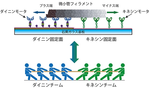 今回の研究で開発された「分子綱引き」ナノシステムの概念図（京都大学の発表資料より）