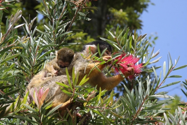伊豆シャボテン公園でリスザルの赤ちゃんが計4頭誕生した。