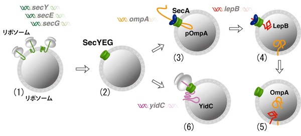 今回の研究結果の概要を示す模式図。細胞膜上のトンネルとなる「SecYEG トランスロコン」を試験管内で合成し、数種の膜タンパク質を人工脂質膜に挿入することに成功した。（東京工業大学の発表資料より）