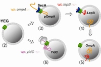 今回の研究結果の概要を示す模式図。細胞膜上のトンネルとなる「SecYEG トランスロコン」を試験管内で合成し、数種の膜タンパク質を人工脂質膜に挿入することに成功した。（東京工業大学の発表資料より）