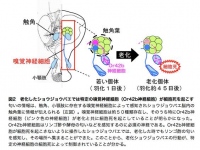 老化したショウジョウバエでは、特定の嗅覚神経細胞が細胞死を起こした（東京大学の発表資料より）