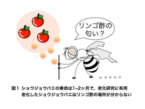 老化したショウジョウバエは、リンゴ酢の匂いが分からなくなった（東京大学の発表資料より）