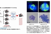 岡山大学の国枝哲夫教授らによる研究グループは、マウスによる実験で、精子や卵の形成に必要不可欠な遺伝子を明らかにした。