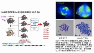 岡山大学の国枝哲夫教授らによる研究グループは、マウスによる実験で、精子や卵の形成に必要不可欠な遺伝子を明らかにした。