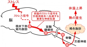 今回の研究から明らかになったストレス性体温上昇反応を生み出す神経回路の仕組みを示す図（京都大学の発表資料より）