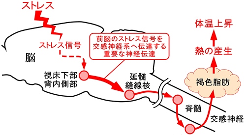 今回の研究から明らかになったストレス性体温上昇反応を生み出す神経回路の仕組みを示す図（京都大学の発表資料より）